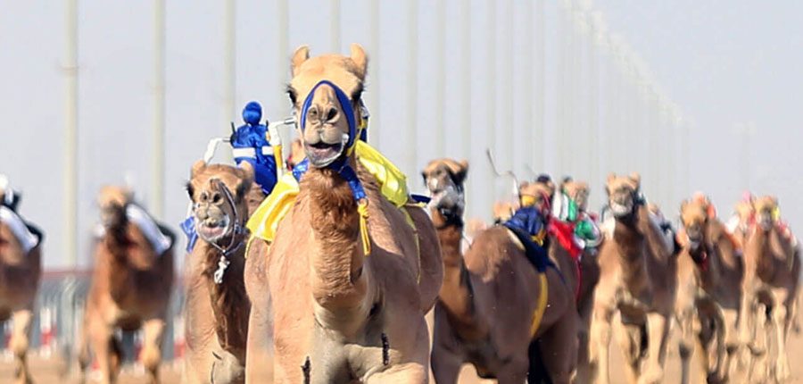 Camel Racing Service Globalisation of camel racing is consolidating: 19 new national ...